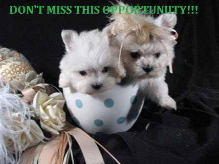 GORGEOUS TEACUP MALTESE PUPPIES FOR ADOPTION