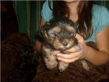 Adorable Male And Female Yorkie Puppies