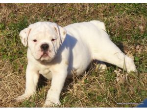 adorable english bulldog for adoption