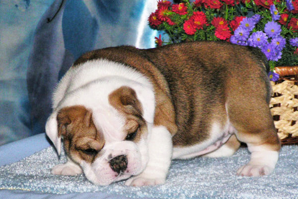 Wow all pets lovers cute bulldog puppies for adoption