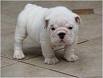 Beautiful 6 weeks old AKC bulldogs Champion lines