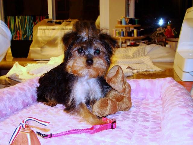 Tiny Teacup Yorkie Puppy