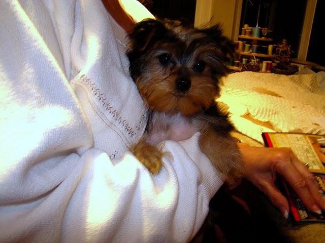 Adorable Male And Female yorkie Puppies Ready For A New Home.