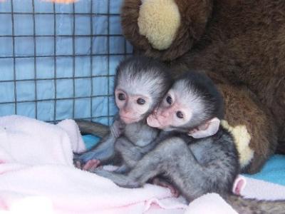 Healthy charming capuchin monkeys for free adoption