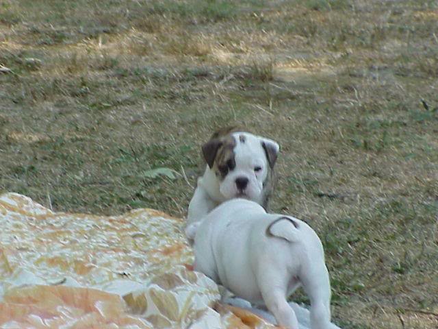 English bulldog puppie for Xmas