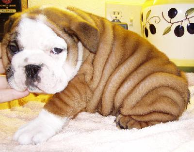 Gorgeous and Adorable English Bulldog Puppies