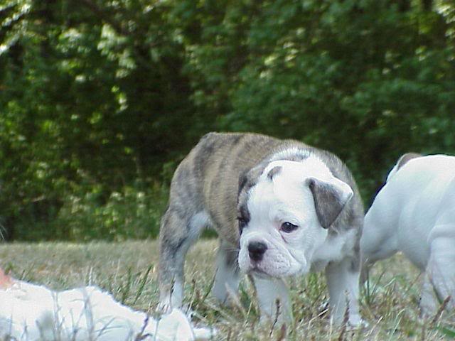 Gorgeous Bostonbulldog puppies available.