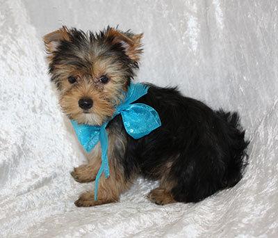 We have two Yorkie puppies for adoption