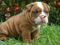 well trained English bulldog puppies