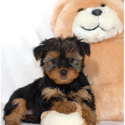 Affectionate Teacup Yorkie Puppies For Adoption