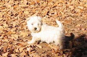 Adorable and very cuddly maltese puppies are available for pick