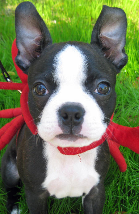 Oliver The Boston Terrier Man Puppy