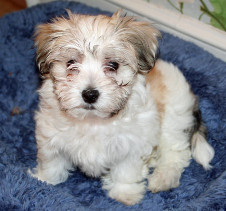 Sophie the Havanese