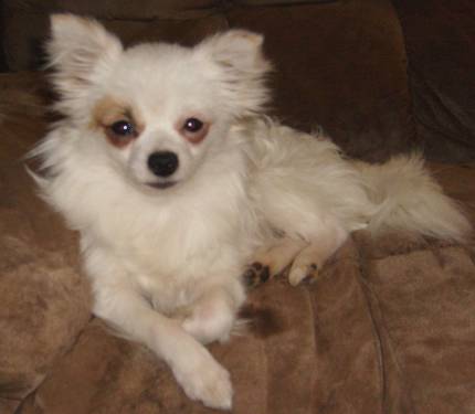 Pom X Princess! FEE reduced!!!