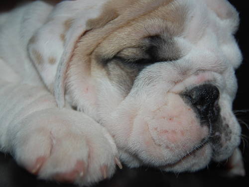 English Bulldog puppies, AKC, 2females, 9weeks old, champ lines