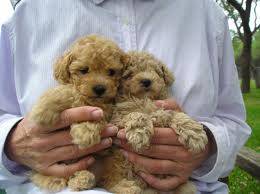 morkiepoo puppies