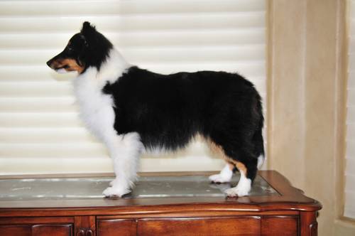 Beautiful AKC Shetland Sheepdog for Sale