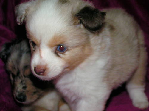 11 wk old ASDR TOY AUSTRALIAN SHEPHERD PUPPIES!