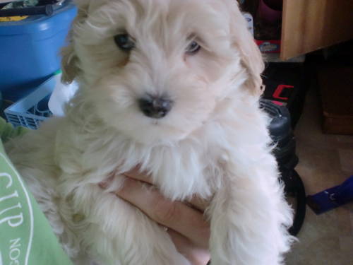 Lhasa poo Puppies - $250