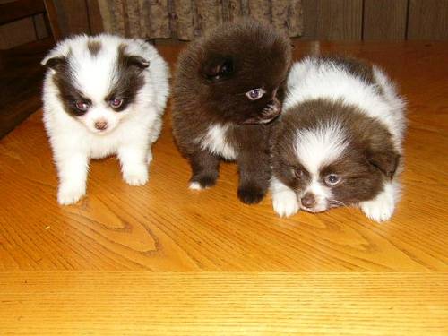 Pomeranian Puppies