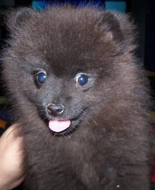 AKC Pomeranian puppy - $350