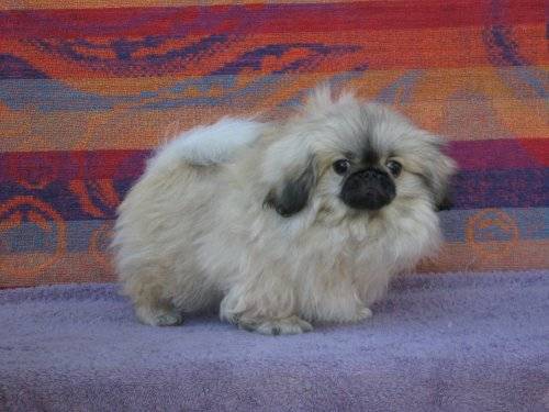 AKC CHAMPION SIRED BEAUTIFUL PEKINGESE PUPPIES