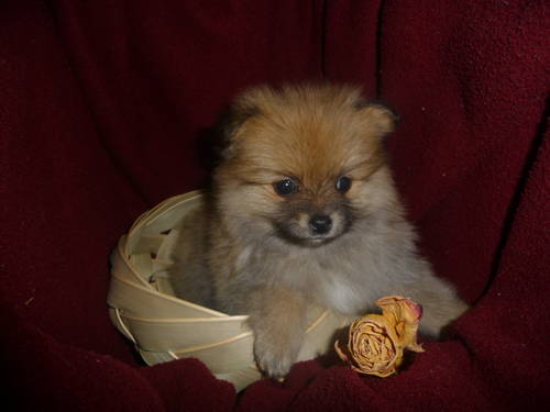 Pomeranian puppy 8 weeks old