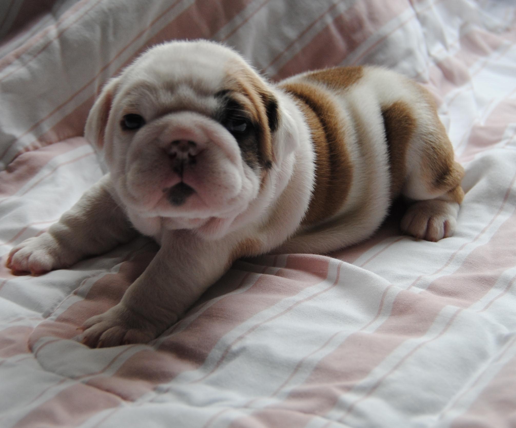 AKC ENGLISH BULLDOGS PUPPIES W/CHAMPION BLOOD LINE