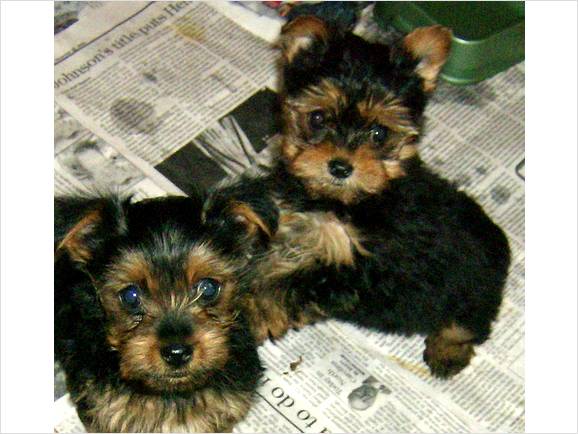 Yorkshire terrier for Xmass