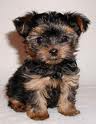 Cute Male And Female Teacup Yorkie For Free Adoption