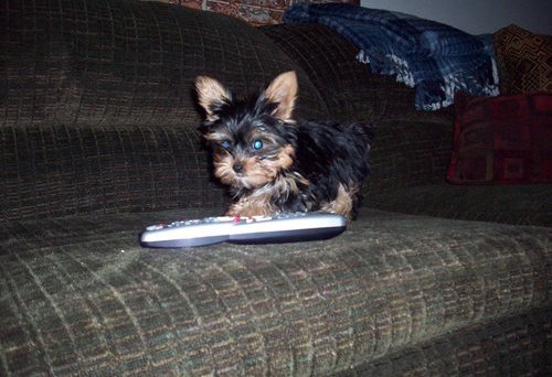 Yorkshire Terrier Puppies avialable for interested once