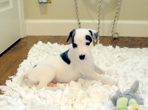 Whippet Puppies