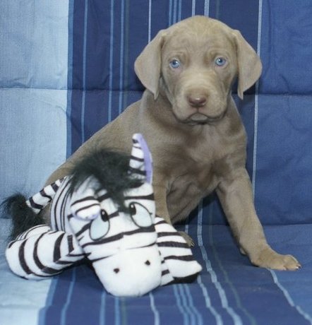 Weimaraner Puppies