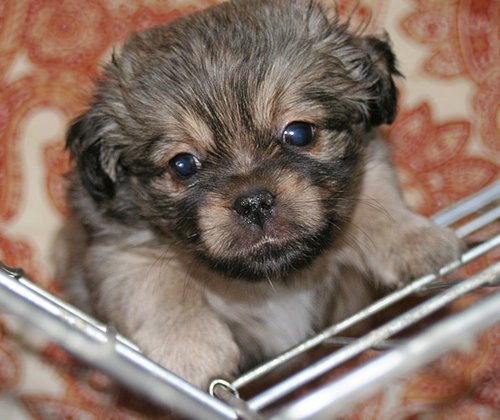 Tibetan Spaniel Puppies