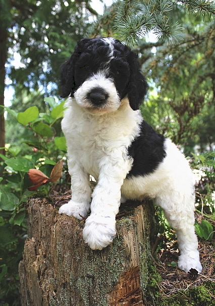 Standard Poodle Puppies