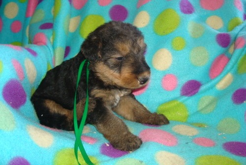 Airedale Terrier Puppies