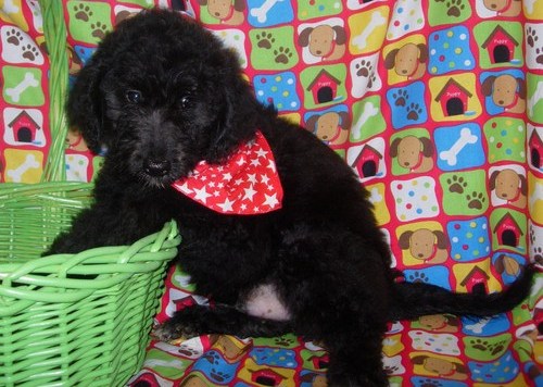 Aussiedoodle Puppies