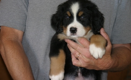 Bernese Mountain Dog Puppies