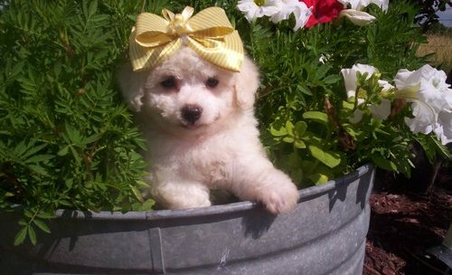 Bichon Frise Puppies