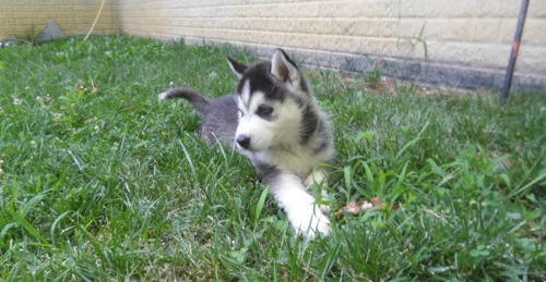 Siberian Husky Puppies