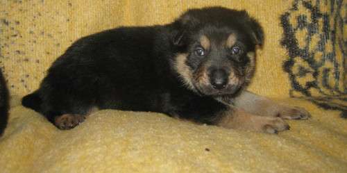 Affectionate German Shepherd Dog Puppies For Sale