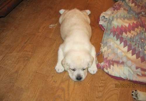 Quality Labrador Retriever Puppies For Sale