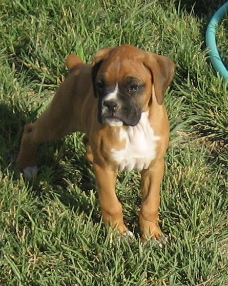 Boxer Puppies