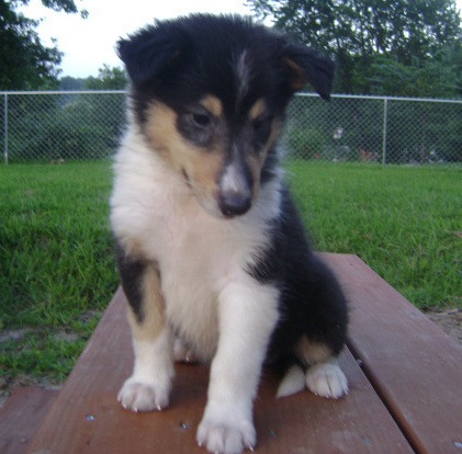 Collie Puppies