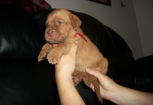 Dogue De Bordeaux Puppies