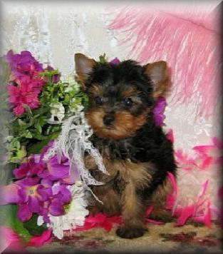 X-mas Yorkie Puppies for Free Adoption