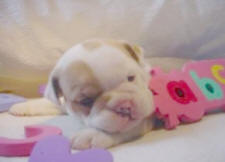 Lovely  English bulldog puppies for adoption