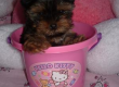 two sweet Yorkie puppies male and female looking for good homes