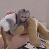 Lovely baby capuchin monkeys for your X-mass (fr97898397@yahoo.com)