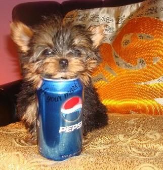 Cute and adorable Male and Female yorkie puppies for free adoption